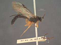 Xenoschesis gracilis by the Smithsonian. Used under a CC0 license.