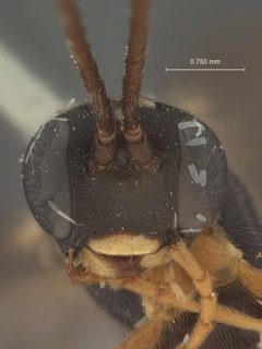 Xenoschesis slossonae by the Smithsonian. Used under a CC0 license.