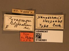 Xenoschesis slossonae by the Smithsonian. Used under a CC0 license.