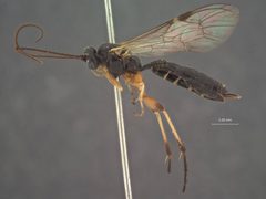Xenoschesis slossonae by the Smithsonian. Used under a CC0 license.