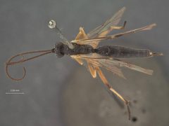 Xenoschesis slossonae by the Smithsonian. Used under a CC0 license.