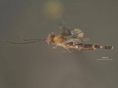 Xiphosomella crassipes by the Smithsonian. Used under a CC0 license.