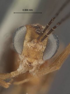 Xiphosomella crassipes by the Smithsonian. Used under a CC0 license.