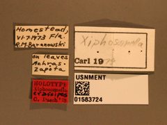 Xiphosomella crassipes by the Smithsonian. Used under a CC0 license.