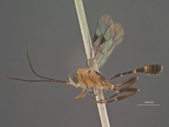 Xiphosomella crassipes by the Smithsonian. Used under a CC0 license.
