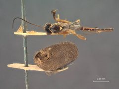 Xiphosomella stenomae by the Smithsonian. Used under a CC0 license.