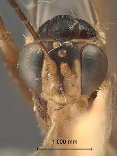 Xiphosomella stenomae by the Smithsonian. Used under a CC0 license.