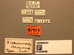 Xiphosomella stenomae by the Smithsonian. Used under a CC0 license.