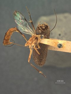 Xiphosomella stenomae by the Smithsonian. Used under a CC0 license.