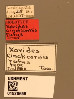 Xorides cincticornis rufus by the Smithsonian. Used under a CC0 license.