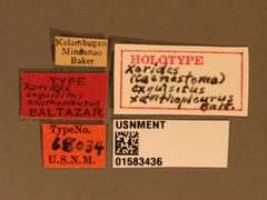 Xorides (Caenostoma) exquisitus xanthopleurus by the Smithsonian. Used under a CC0 license.
