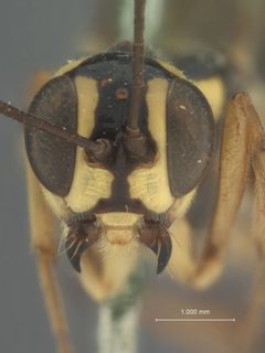 Xorides (Caenostoma) exquisitus xanthopleurus by the Smithsonian. Used under a CC0 license.