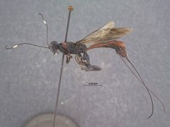 Xorides (Exomus) humeralis chiricensis by the Smithsonian. Used under a CC0 license.