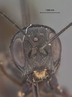 Xorides (Exomus) humeralis chiricensis by the Smithsonian. Used under a CC0 license.