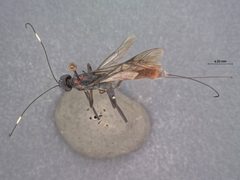 Xorides (Exomus) humeralis chiricensis by the Smithsonian. Used under a CC0 license.