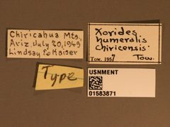 Xorides (Exomus) humeralis chiricensis by the Smithsonian. Used under a CC0 license.