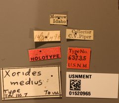 Xorides (Xorides) medius by the Smithsonian. Used under a CC0 license.