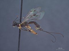 Xorides (Xorides) peniculus by the Smithsonian. Used under a CC0 license.