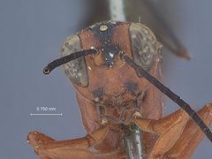 Xylophrurus (Stenandrena) atroruber var. intermedium by the Smithsonian. Used under a CC0 license.