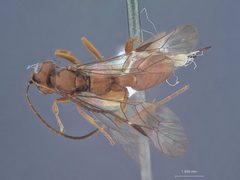 Xylophrurus fasciatus hesperus by the Smithsonian. Used under a CC0 license.