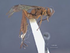 Xylophrurus fasciatus hesperus by the Smithsonian. Used under a CC0 license.