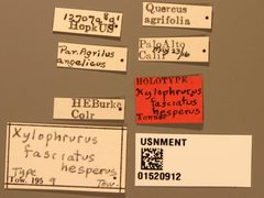 Xylophrurus fasciatus hesperus by the Smithsonian. Used under a CC0 license.