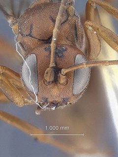 Xylophrurus fasciatus hesperus by the Smithsonian. Used under a CC0 license.
