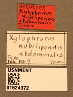 Xylophrurus nubilipennis abdominalis by the Smithsonian. Used under a CC0 license.