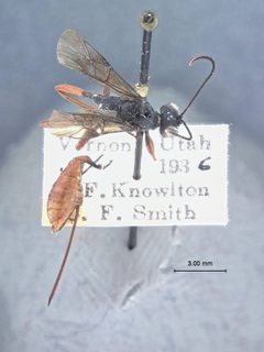 Xylophrurus nubilipennis abdominalis by the Smithsonian. Used under a CC0 license.