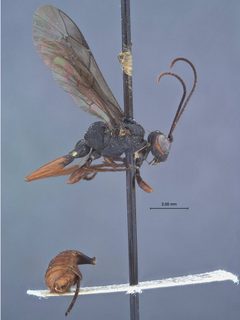 Xylophrurus nubilipennis abdominalis by the Smithsonian. Used under a CC0 license.