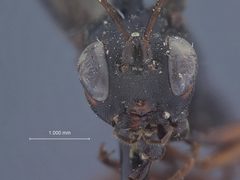 Xylophrurus nubilipennis abdominalis by the Smithsonian. Used under a CC0 license.