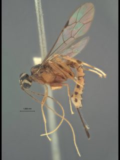 Zaglyptus divaricatus basilanicus by the Smithsonian. Used under a CC0 license.