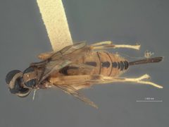 Zaglyptus divaricatus basilanicus by the Smithsonian. Used under a CC0 license.