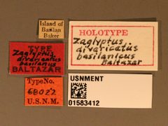 Zaglyptus divaricatus basilanicus by the Smithsonian. Used under a CC0 license.