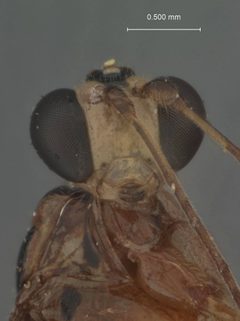 Zaglyptus divaricatus basilanicus by the Smithsonian. Used under a CC0 license.
