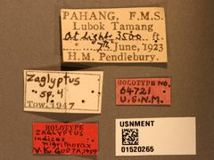 Zaglyptus indicus nigrithorax by the Smithsonian. Used under a CC0 license.