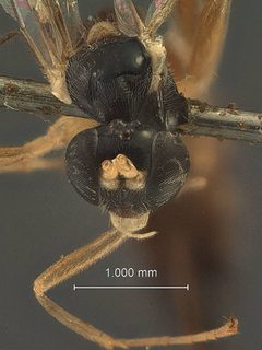 Zaglyptus indicus nigrithorax by the Smithsonian. Used under a CC0 license.