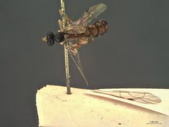 Zaglyptus indicus nigrithorax by the Smithsonian. Used under a CC0 license.