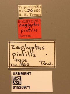 Zaglyptus pictilis by the Smithsonian. Used under a CC0 license.