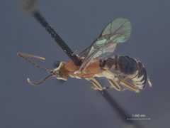 Zaglyptus pictilis by the Smithsonian. Used under a CC0 license.
