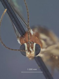 Zaglyptus pictilis by the Smithsonian. Used under a CC0 license.
