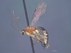 Zaglyptus pictilis by the Smithsonian. Used under a CC0 license.