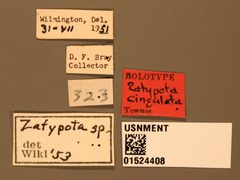 Zatypota cingulata by the Smithsonian. Used under a CC0 license.