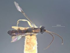 Zatypota cingulata by the Smithsonian. Used under a CC0 license.