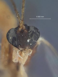 Zatypota cingulata by the Smithsonian. Used under a CC0 license.