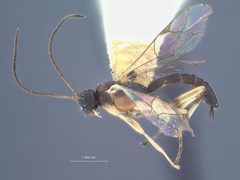 Zatypota cingulata by the Smithsonian. Used under a CC0 license.