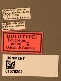 Leucospis pinna by the Smithsonian. Used under a CC0 license.