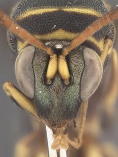 Leucospis pinna by the Smithsonian. Used under a CC0 license.