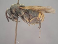 Leucospis xylocopae by the Smithsonian. Used under a CC0 license.
