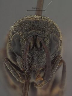 Leucospis xylocopae by the Smithsonian. Used under a CC0 license.